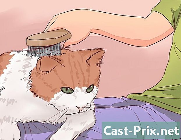 Come sapere quando l'eutanasia del tuo gatto