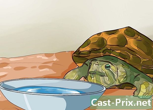 Как да знаете кои храни да дадете на костенурката си