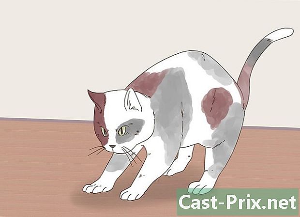 Hur man vet om katter spelar eller slåss