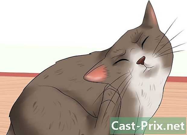 Wie erkennen Sie, ob Ihre Katze gestresst ist?