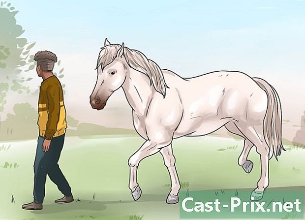 Hoe te weten of zijn paard een probleem heeft met zijn spronggewricht