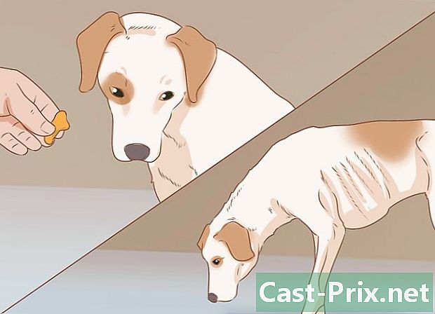 Como saber se seu cão está deprimido - Guias