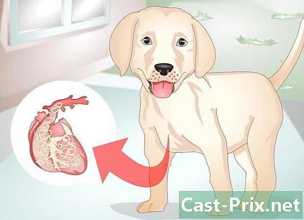子犬にワームがあるかどうかを確認する方法