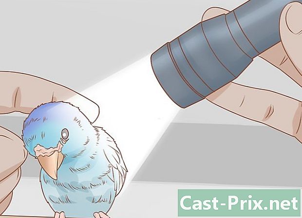Hvordan man kan se, om din fugl er inficeret med mider