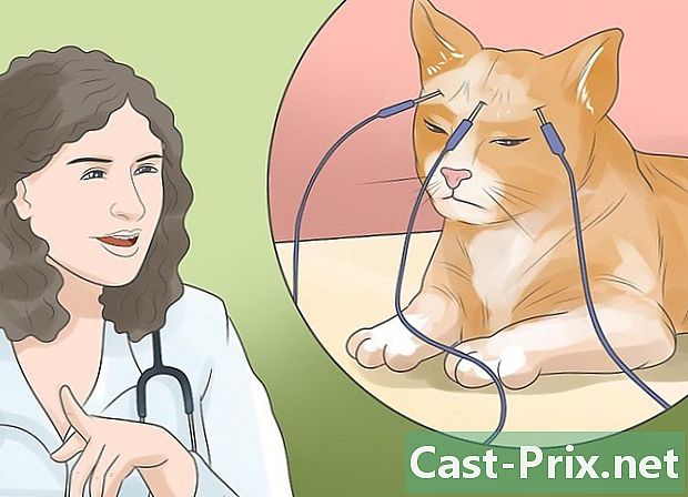 Jak zjistit, zda je kočka hluchá