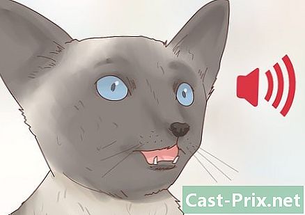 Come sapere se un gatto siamese può adattarsi a te - Guide