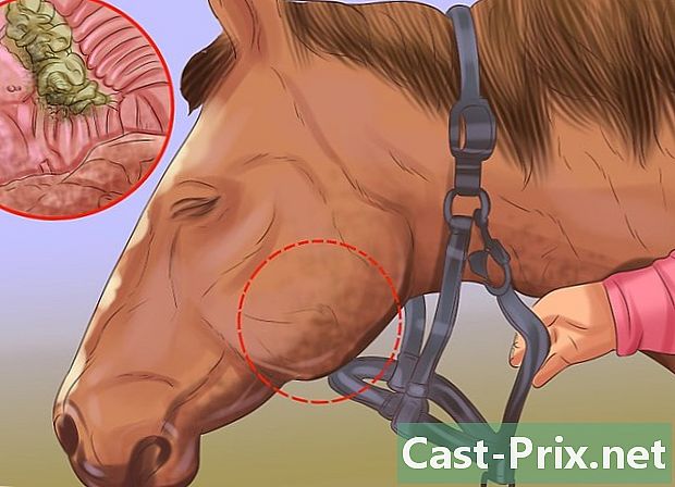 كيفية معرفة ما إذا كان الحصان يحتاج إلى أسنان مبشورة