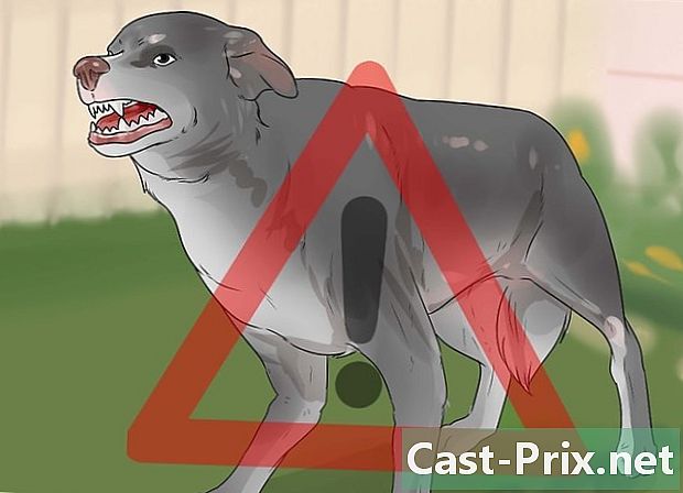 Cómo saber si un perro está sufriendo - Guías