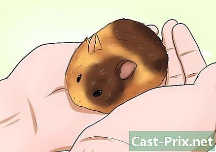 Hvordan si om en hamster dør - Guider