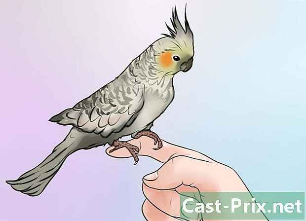 Jak zjistit, zda je papoušek domácí zvíře, které potřebujete