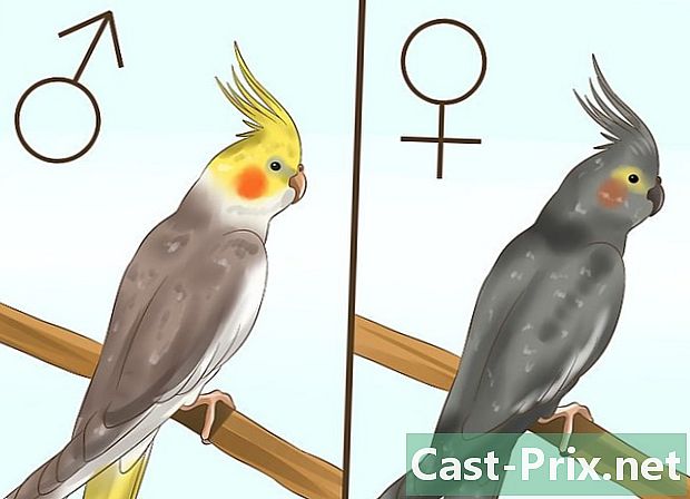 Bagaimana untuk mengetahui jika seekor cockatiel adalah lelaki atau perempuan