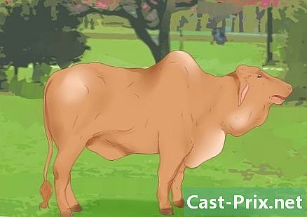 كيف تعرف ما إذا كانت البقرة أو البقرة على استعداد للتزاوج