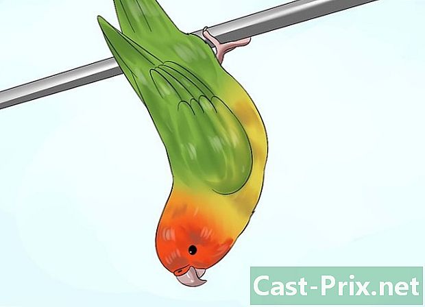 Làm thế nào để biết nếu một con vẹt - HướNg DẫN
