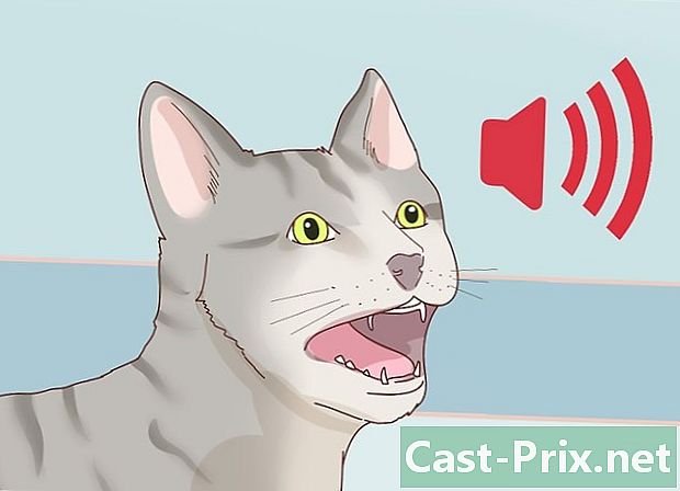 Bagaimana untuk mengetahui jika kucing anda tertekan