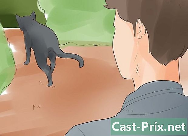 Cómo saber si tu gato está al final de la vida