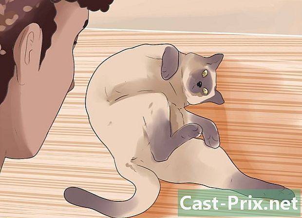 Jak stwierdzić, czy twój kot jest w upale - Prowadnice