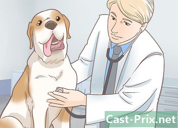 당신의 개가 열병인지 확인하는 방법