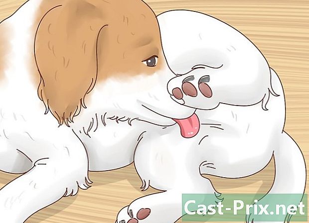 Làm thế nào để biết con chó của bạn có sức nóng của nó - HướNg DẫN
