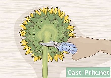 Cum se usucă floarea-soarelui
