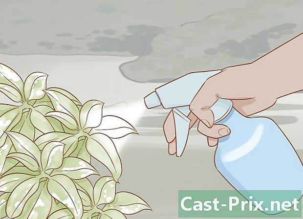 Làm thế nào để loại bỏ phấn trắng trên cây - HướNg DẫN
