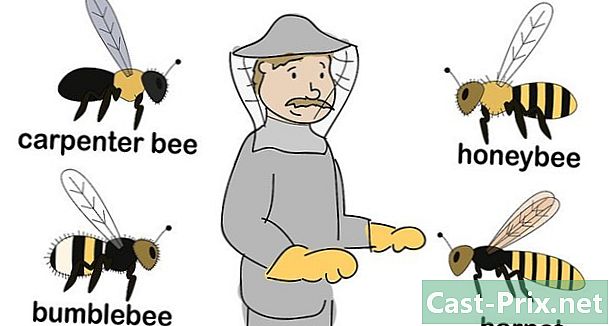 Wie man Bienen loswird