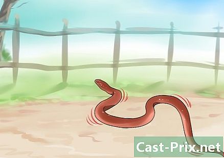 Làm thế nào để thoát khỏi những con rắn