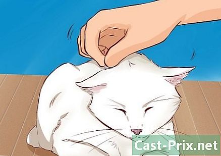 Как да бъдеш обичан от котка