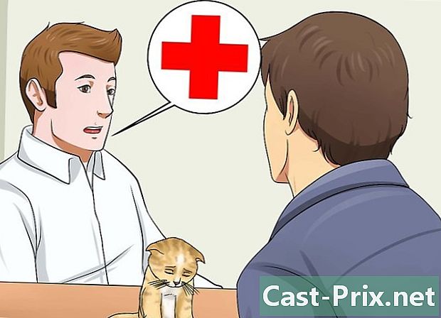 Cara mempersiapkan untuk menerima anak kucing