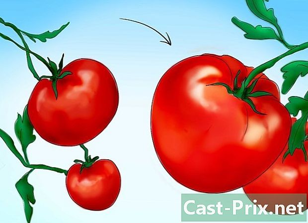 Cách gieo hạt cà chua