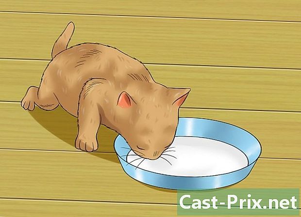 子猫を離乳させる方法