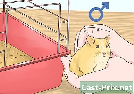 Bagaimana untuk menjaga hamster bayi
