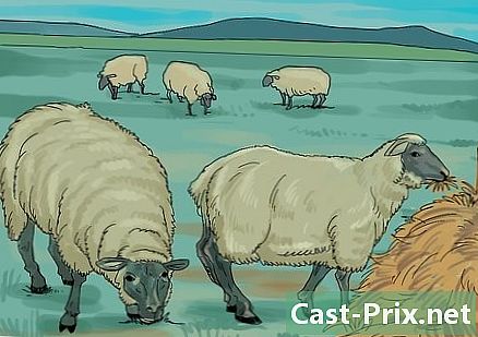 Come prendersi cura delle pecore