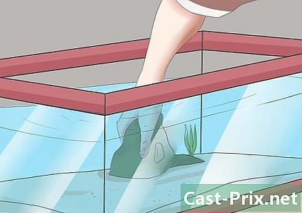 Ako sa starať o tropické ryby