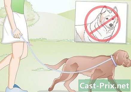 كيفية رعاية الكلب الخاص بك بعد مخصي أو معقمة - خطوط إرشاد
