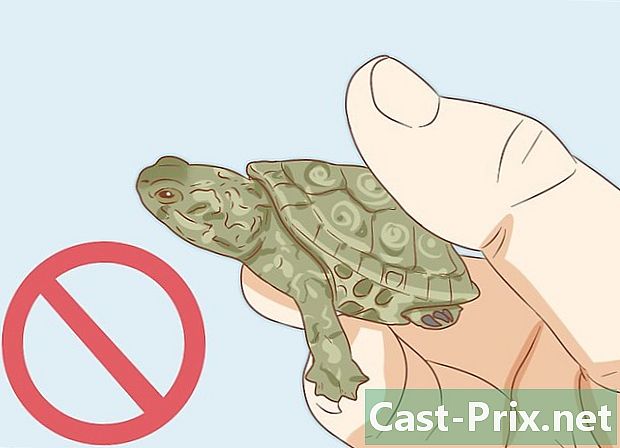 Zoetwaterschildpadden verzorgen
