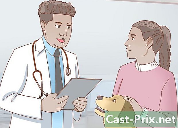 Como cuidar de um cachorro