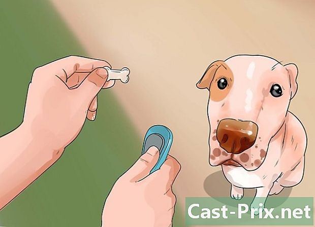 Kako skrbeti za dominantnega ali agresivnega psa