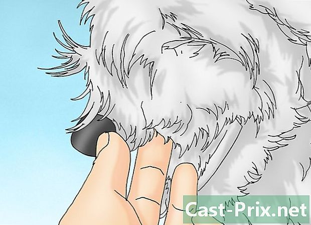 כיצד לטפל בכלב שצבר רצועות צלבניות מקומטות - מדריכים