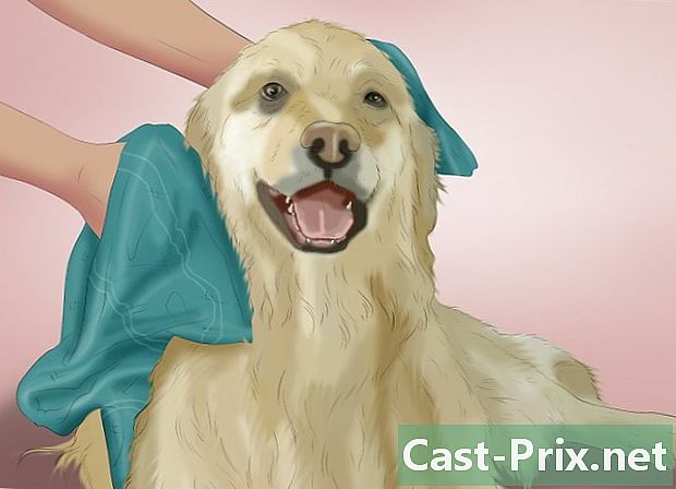 Jak se starat o psa, který byl posypán skunkem - Vodítka