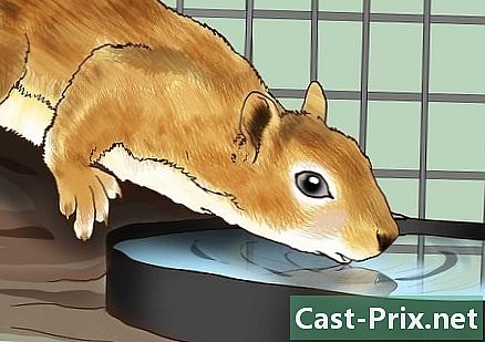 Kuidas orava eest hoolitseda