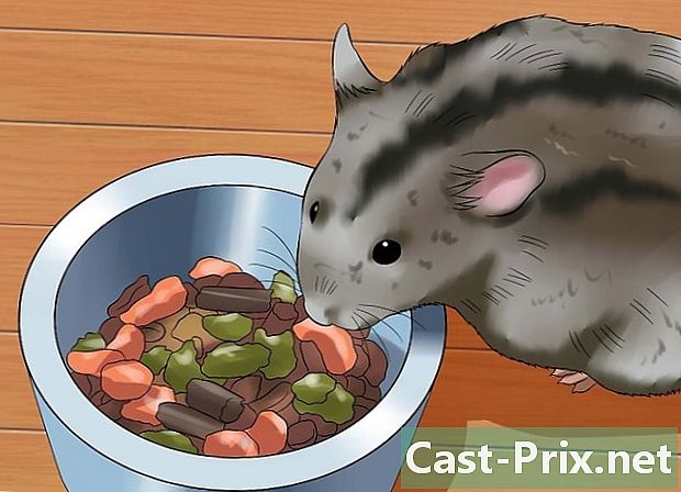 Cách chăm sóc chuột đồng lùn Nga