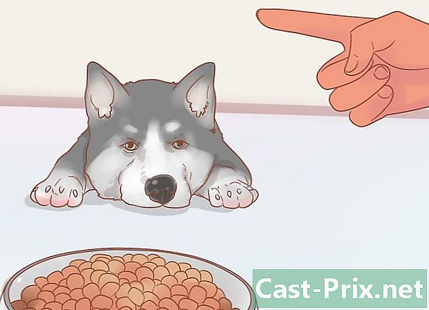 Cómo cuidar a un husky - Guías