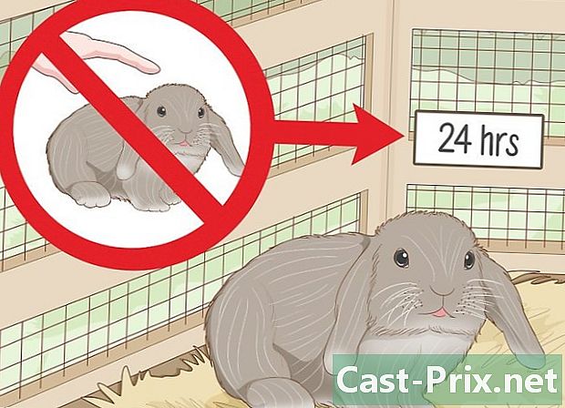 نئے گھریلو خرگوش کی دیکھ بھال کرنے کا طریقہ