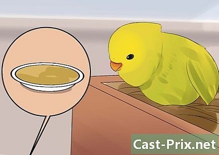 Cum să ai grijă de un perruchon (baby parakeet)