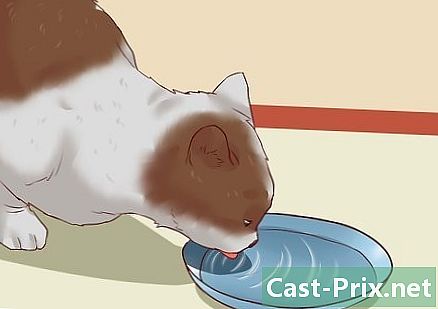 Com curar el restrenyiment en un gat
