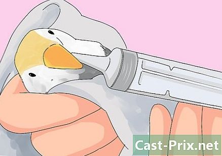كيفية علاج الإسهال في cockatoos