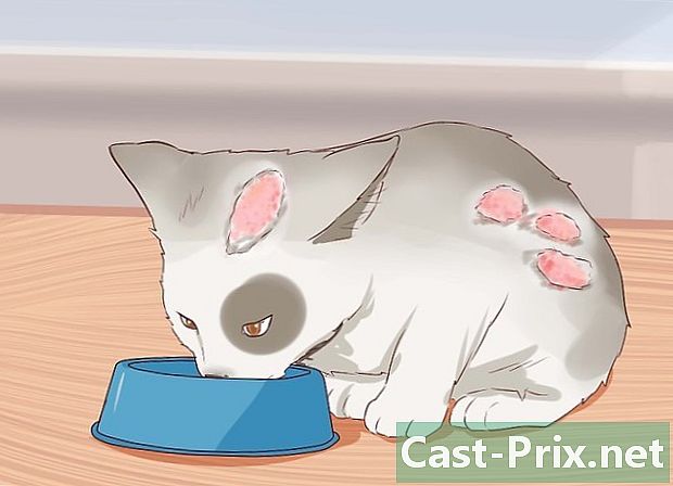 고양이 설사를 치료하는 방법