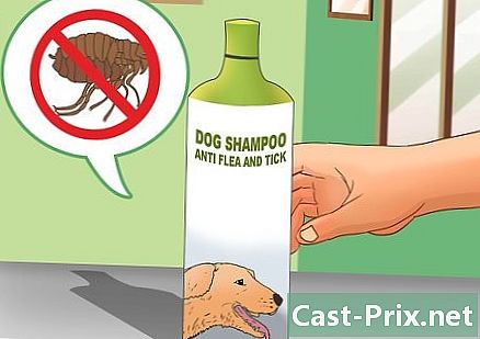 Picaduras de pulgas en perros