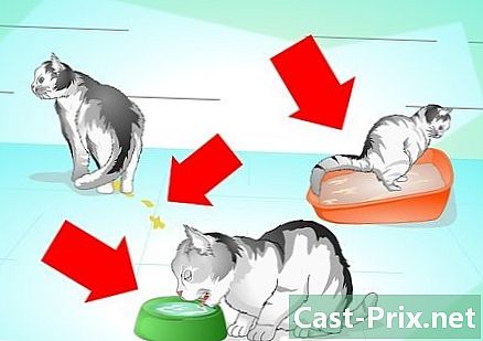Cómo tratar a un gato con una cola rota - Guías