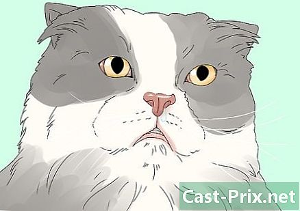 Com tractar un gat amb secreció ocular - Guies